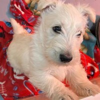 Scottish terrier puppies for sale -- Email: ligakvas@yahoo.com