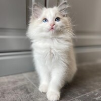 Kocięta Ragdoll do adopcji