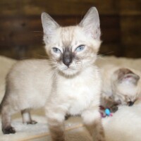 Snow/Silver/Charcoal/Brown Bengal Kittens